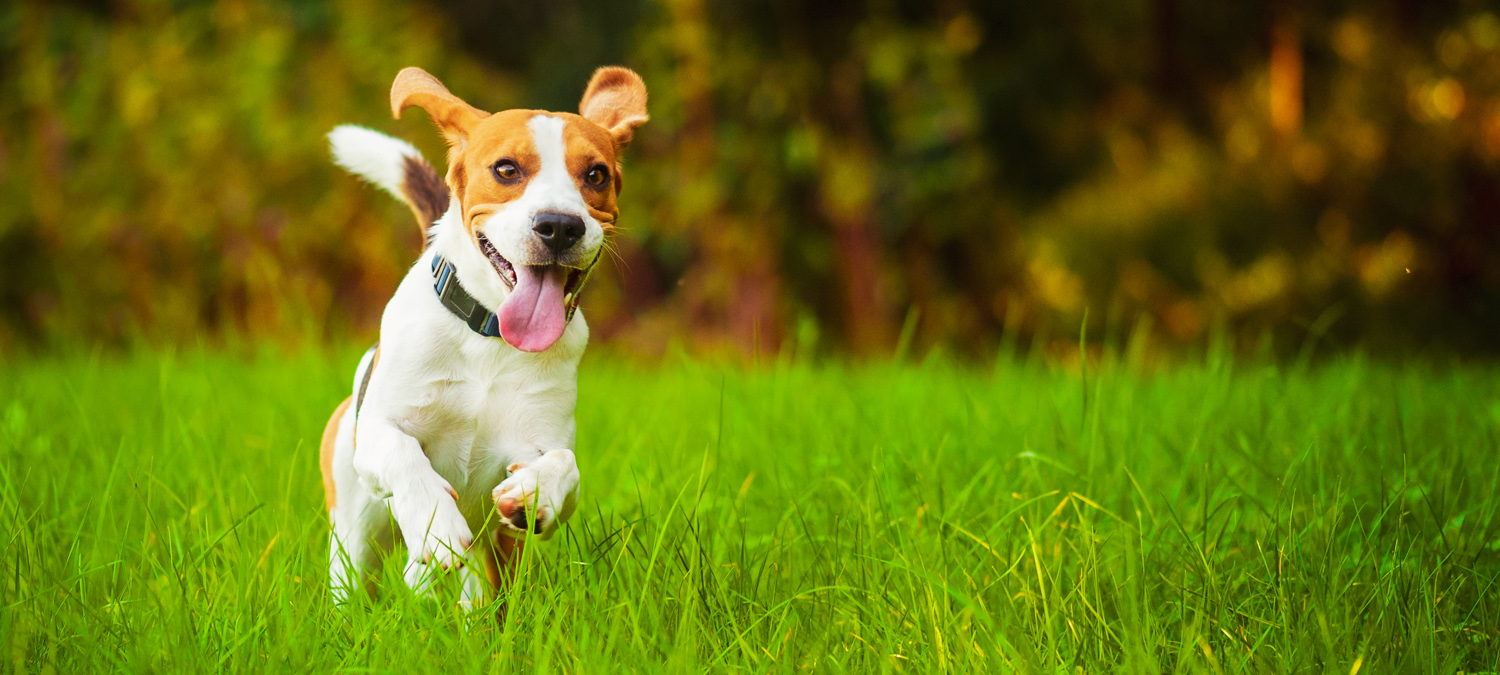 Parasitology - Dog Running Outside in Grass / Wooded Area Parasitology - Dog Running Outside in Grass / Wooded Area
