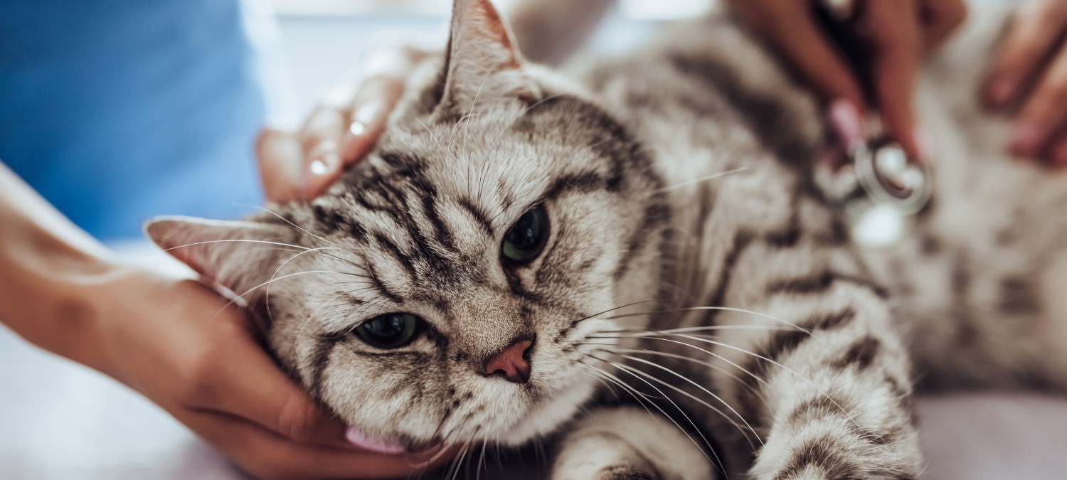 Emergencies - Cat Being Examined With Stethoscope Emergencies - Cat Being Examined With Stethoscope