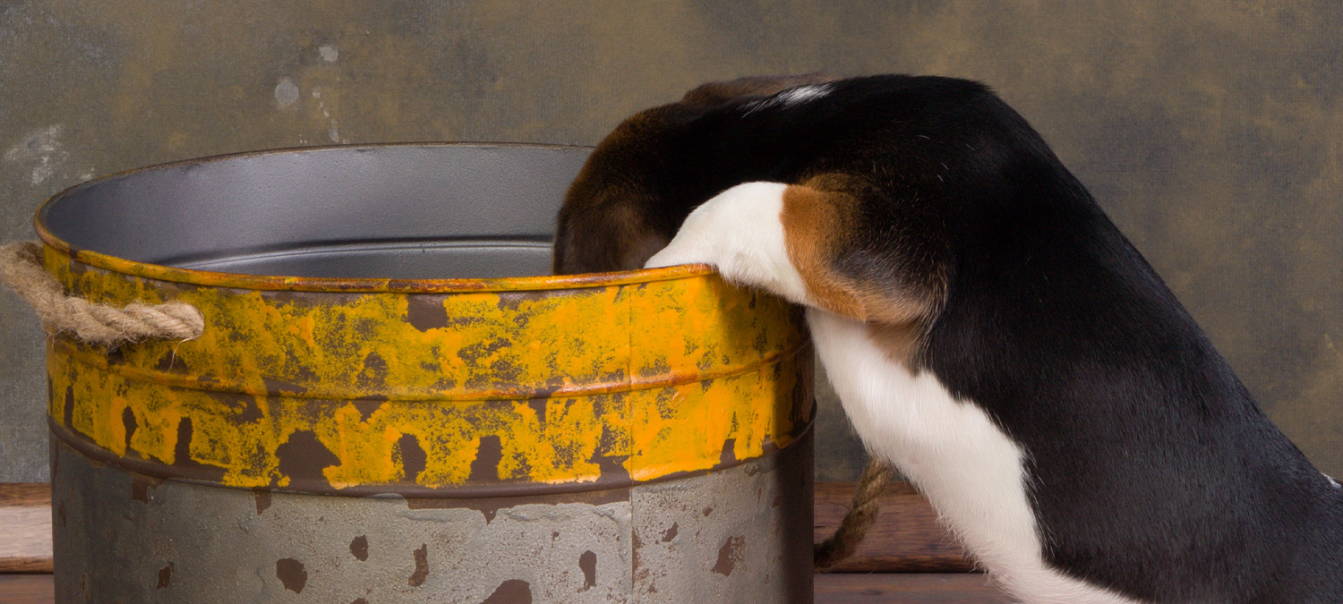 Toxicology - Puppy Getting Into Trash Bin Toxicology - Puppy Getting Into Trash Bin