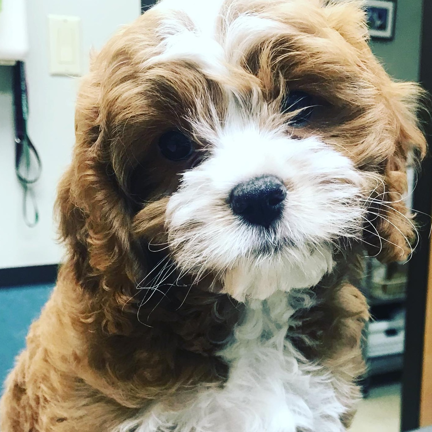 puppy