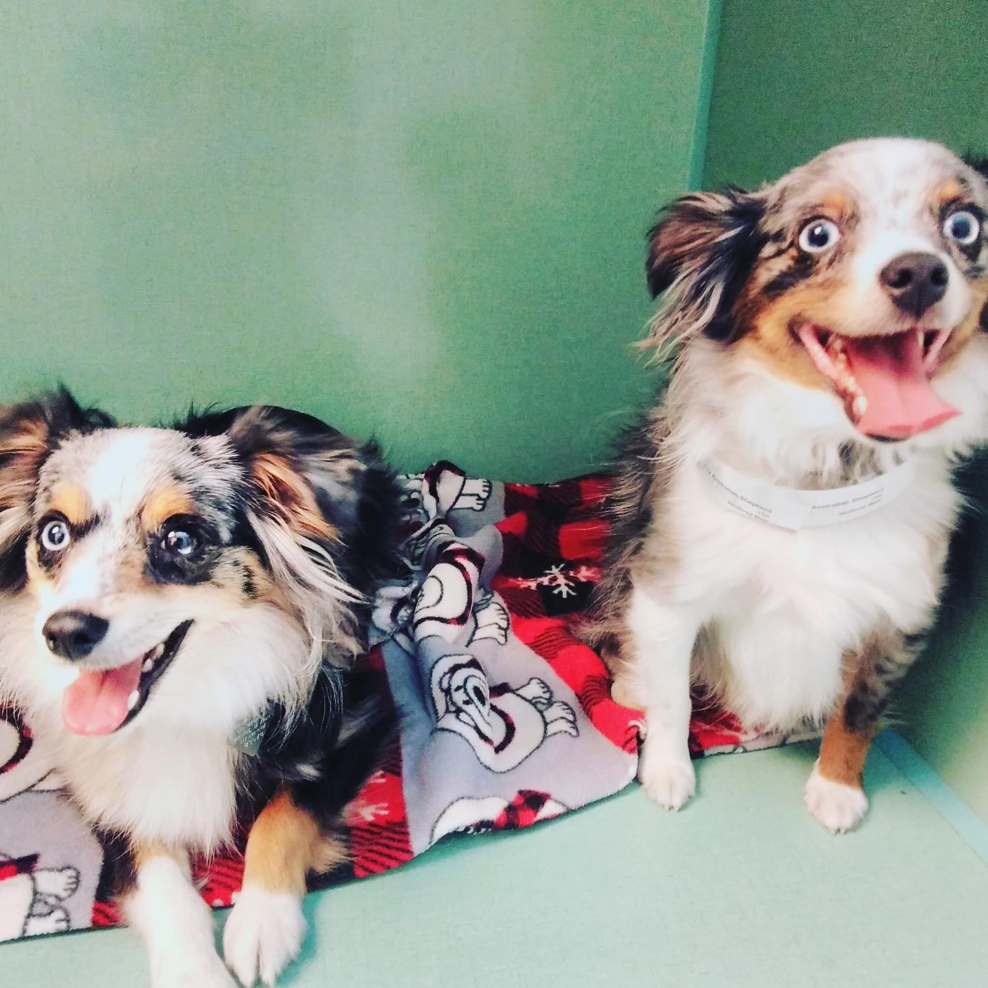 two dogs