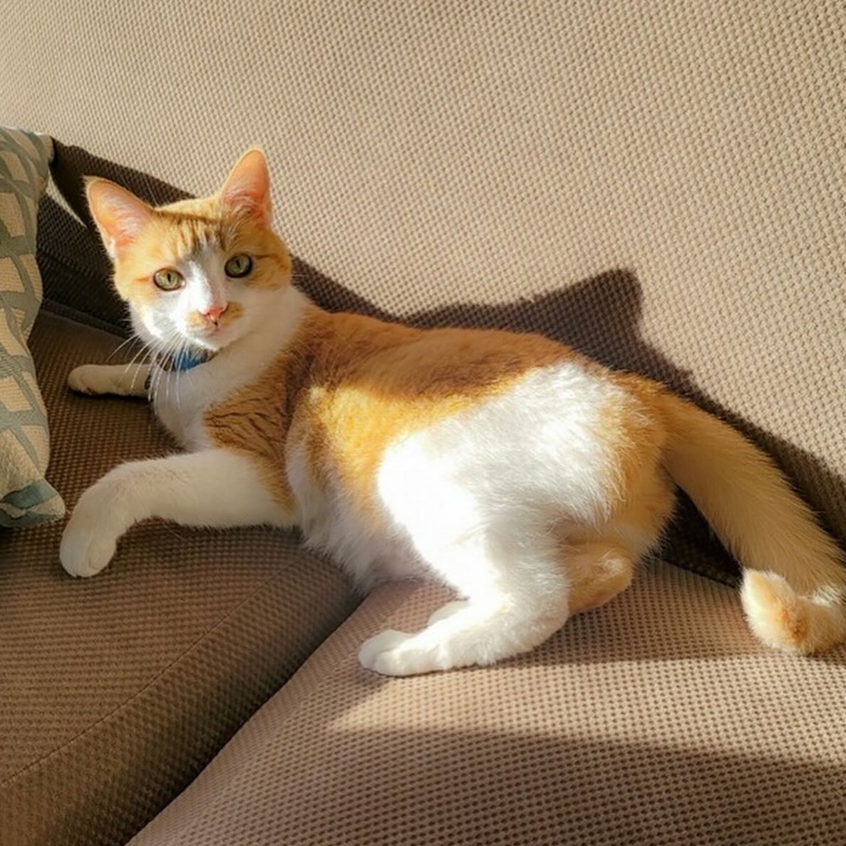 orange cat