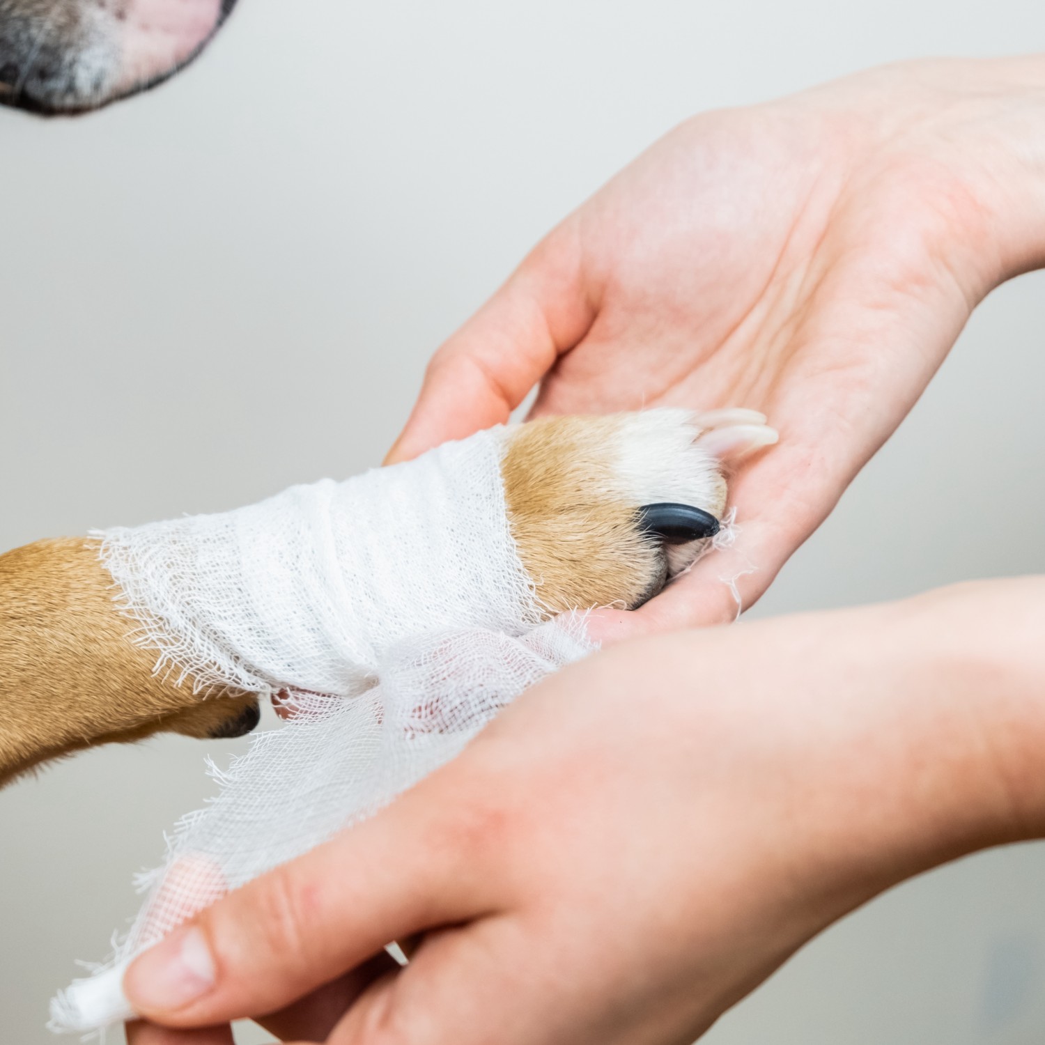 Patient having their paw wrapped by staff