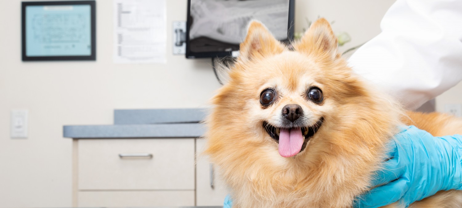 Diagnostic Imaging - Dog Sitting Near Radiograph