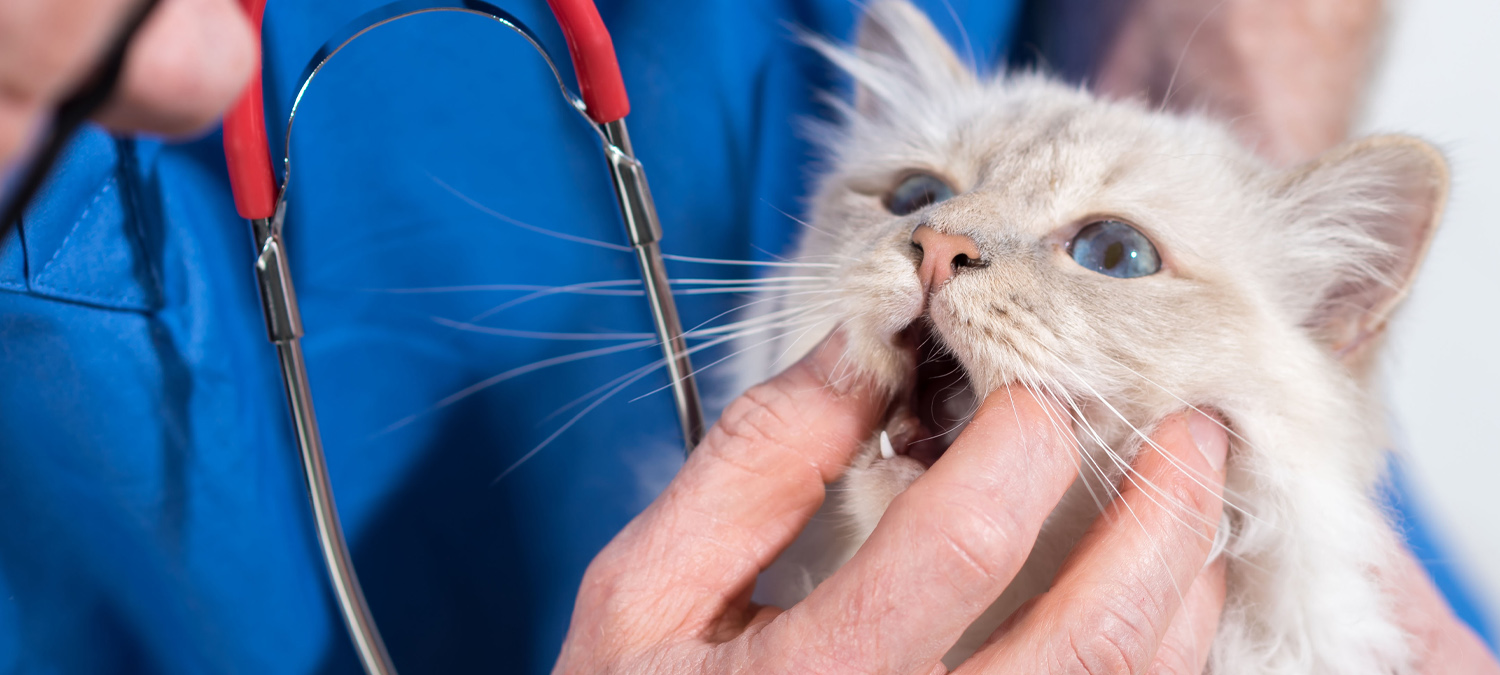 Pharmacy - Cat Being Given A Pill