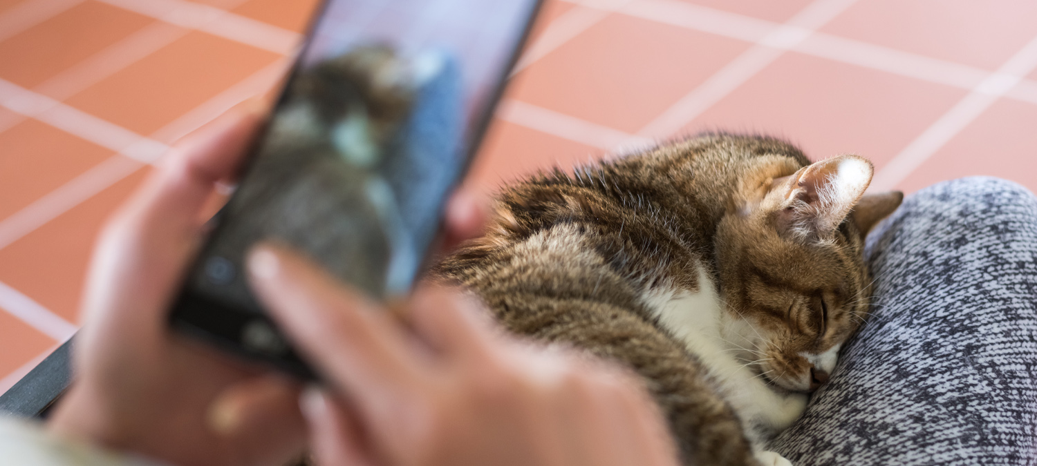 Telehealth - Owner Taking Photo/Video of Pet