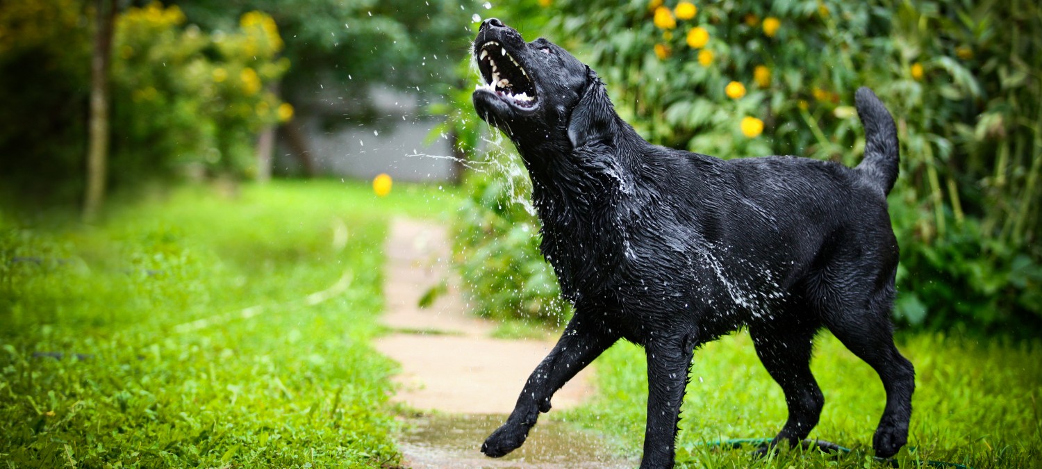 Bathing - Dog Shaking Off Water