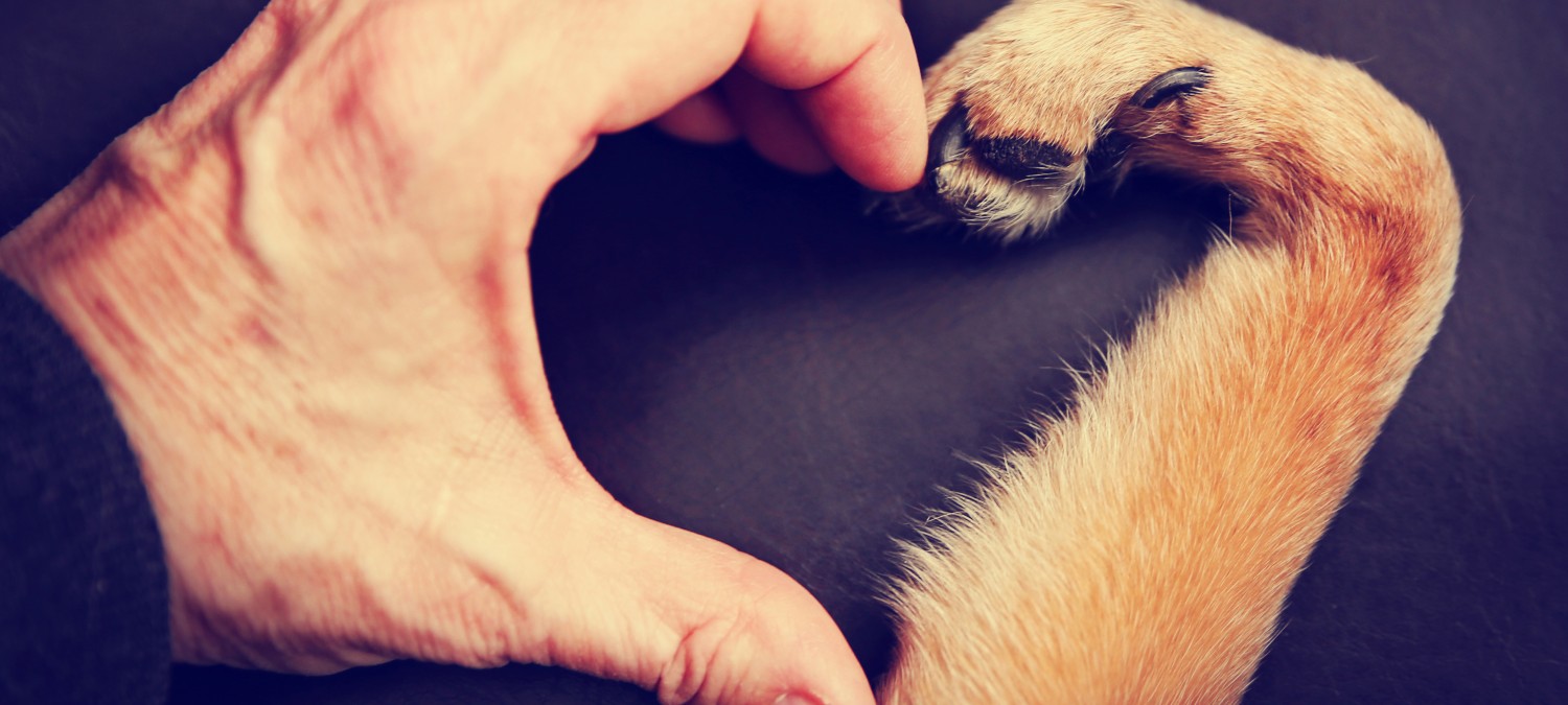 Cardiology - Human & Dog Making a Heart Sign