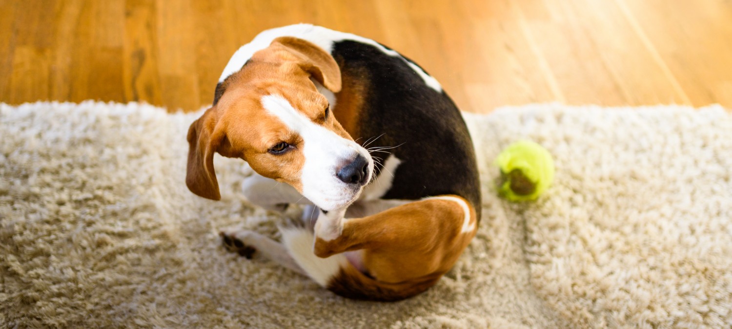 Dermatology - Dog Itching Skin