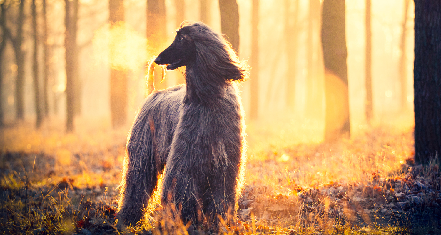 Majestic Dog Walking in Woods