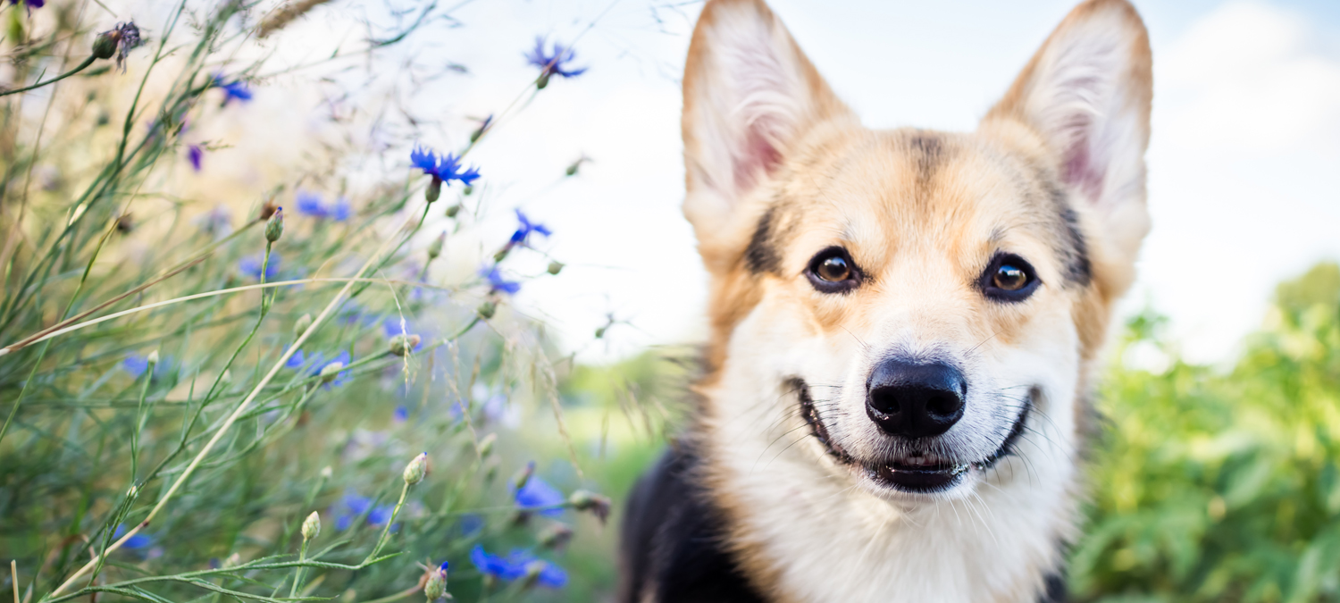 Herbal Therapy - Dog Sitting Near Flowers