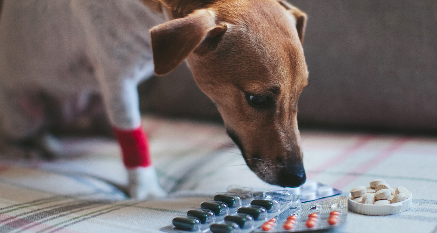 Dog Sniffing Prescription Medicines
