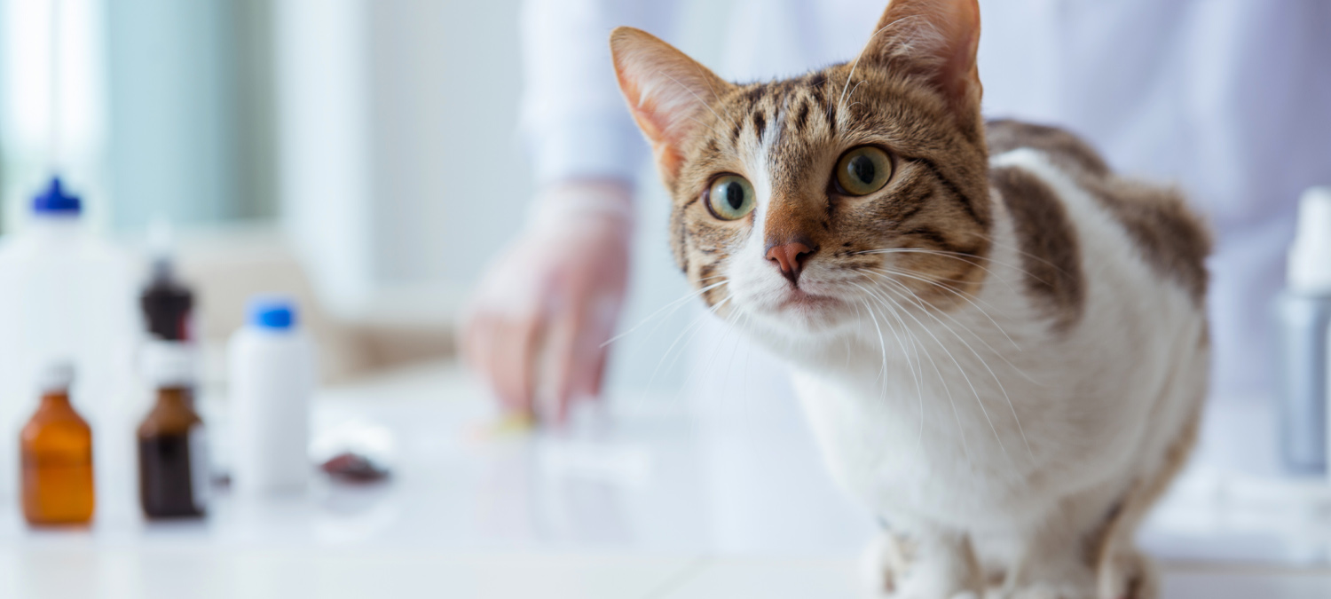 Preventative Medicine - Cat on Treatment Table With Vaccines