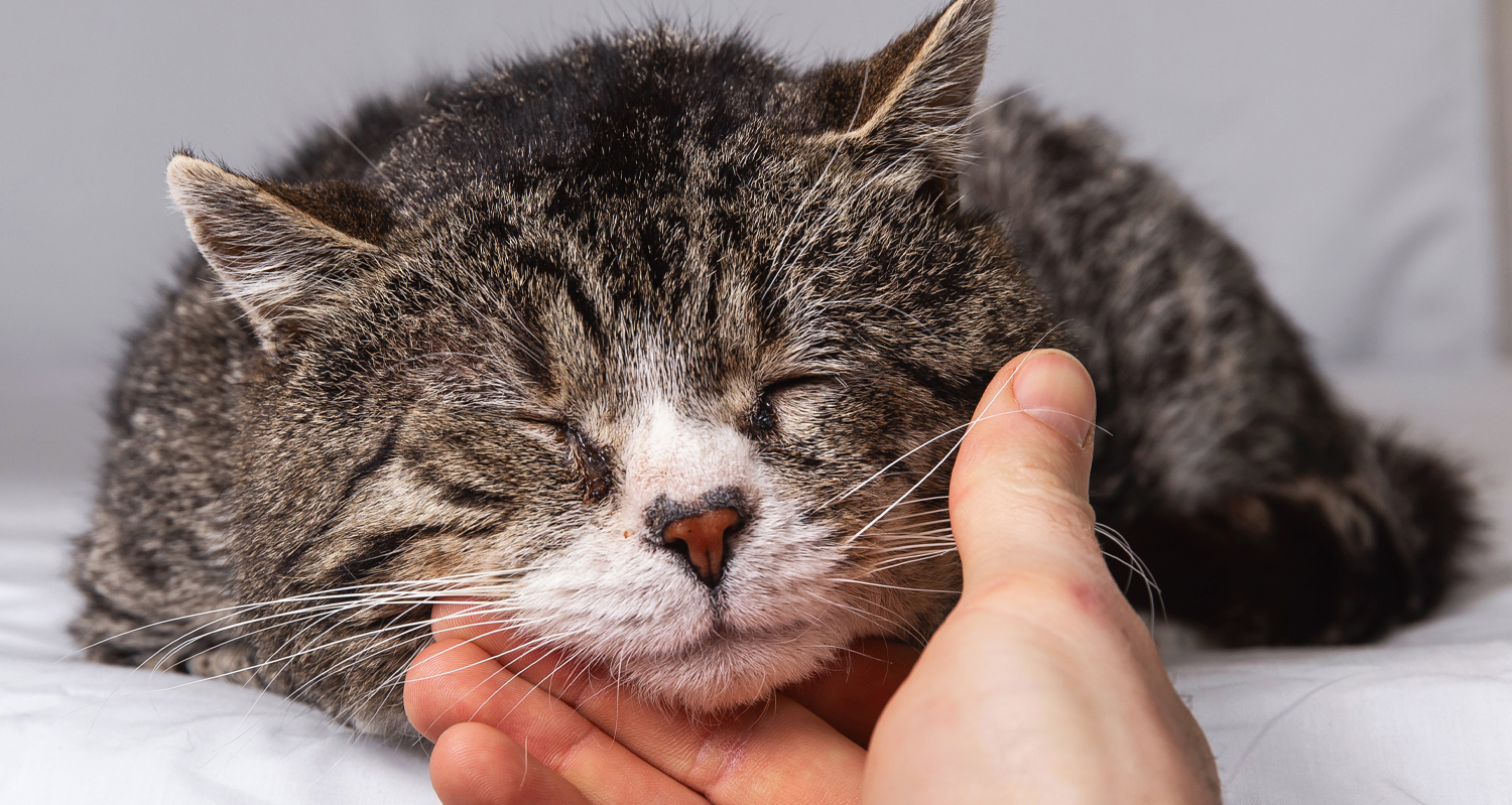 Human Petting Senior Cat